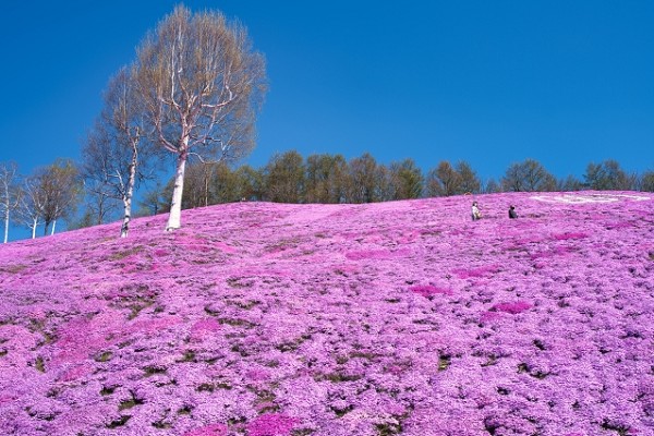 東藻琴芝桜公園